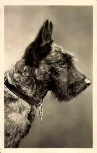 Foto Ak Portrait eines Terriers, Hundeschnauze, Halsband, Spitze Ohren