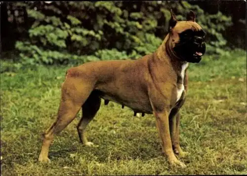 Ak Hund auf einer Wiese, Boxer