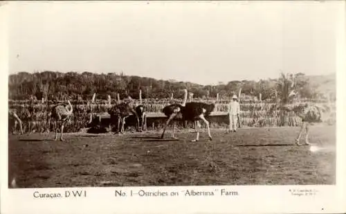 Ak Curaçao, Vögel, Strauße, Farm Albertina