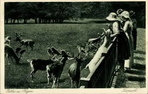 Ak Putbus auf der Insel Rügen, Tierpark, Hirsche