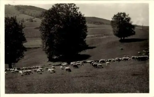 Ak Kreuzberg Bischofsheim Rhön, Schafherde, Hutbuchen