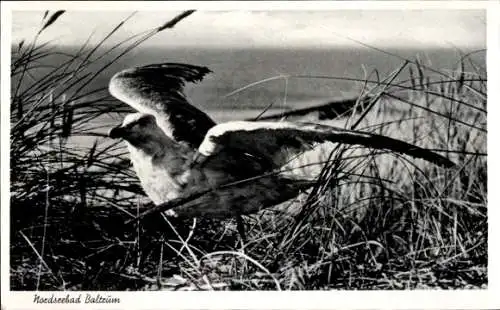 Ak Insel Baltrum in Ostfriesland, Möwe, Düne