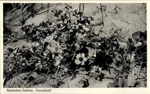 Ak Insel Baltrum in Ostfriesland, Stranddistel