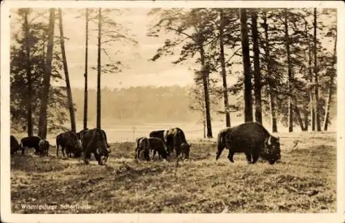 Ak Schorfheide, Wisentgehege, Herde am grasen, Bison