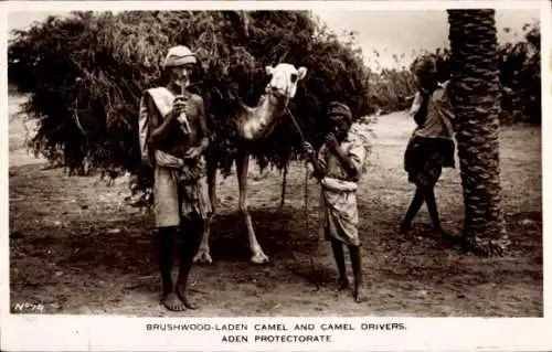 PC Aden Yemen, Brushwood-laden camel and drivers