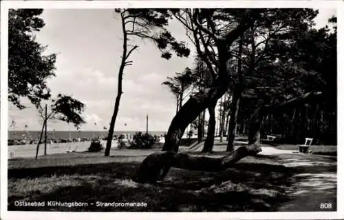 Ak Ostseebad Kühlungsborn, Bäume, Strandpromenade, Meerblick, Bänke, Wolken, Ostseebad Kühlung...