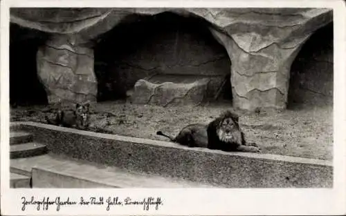 Ak Halle an der Saale, Zoo, in der Löwenschlucht