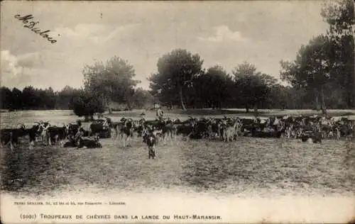 Ak Maransin Gironde, Troupeaux de Chevres