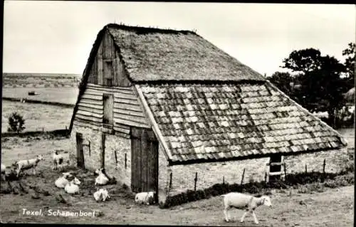 Ak Texel Nordholland Niederlande, Schafstall, Schafe