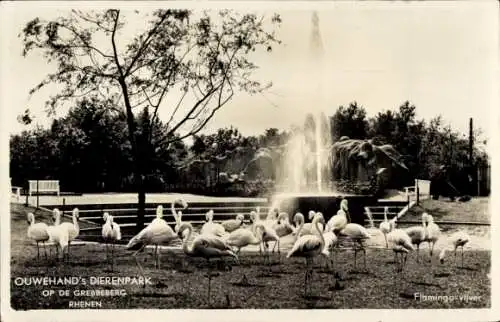 Ak Rhenen Utrecht Niederlande, Tierpark, Flamingos