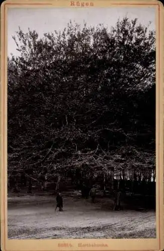 Foto Insel Rügen, Herthabuche, Baum