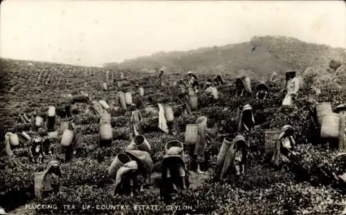 PC Ceylon Sri Lanka, Tea-plucking