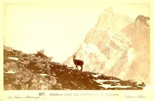 Foto Samoëns Haute Savoie, Chamois dans les Montagnes de Samoens