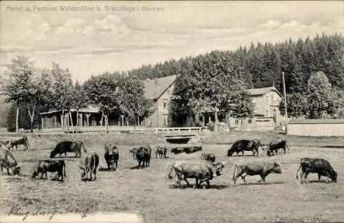 Ak Braunlage im Oberharz, Hotel Pension Waldmühle, Kuhherde