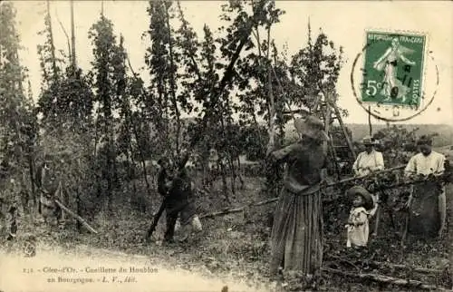 Ak Frankreich, Cueillette du Houblon en Bourgogne