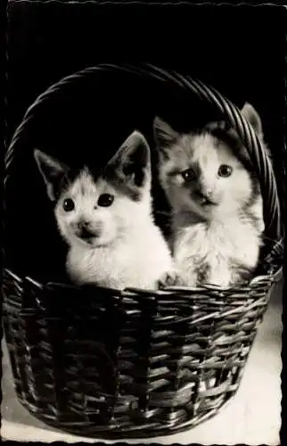 Ak Katzenjungen im Korb, Portrait
