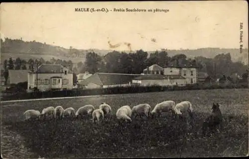 Ak Maule Yvelines, Brebis Southdown au paturage, Schafherde mit Hund