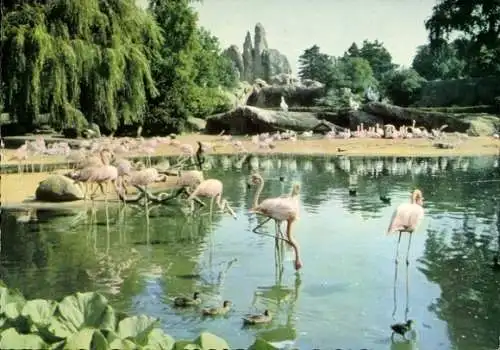 Ak Hamburg Eimsbüttel Stellingen, Carl Hagenbecks Tierpark, Vogelteich