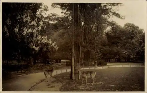 Ak Kirchrode Hannover in Niedersachsen, Tiergarten, Rehe