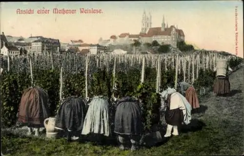 Ak Meißen an der Elbe, Weinlese