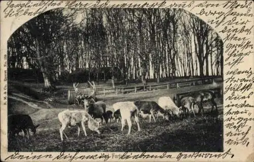 Ak Ved Fortunen, Gruppe von Hirschen grast am Waldrand