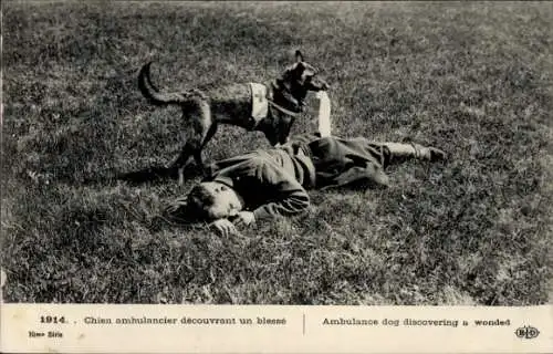 Ak Apres la bataille, Chien ambulancier portant des secours aux blesses, soldat francais