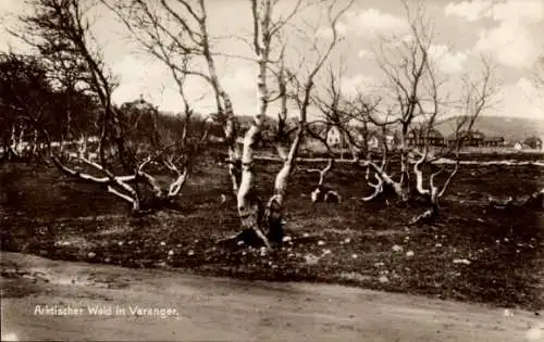 Ak Varanger Norwegen, Erwerbszweige, Arktischer Wald