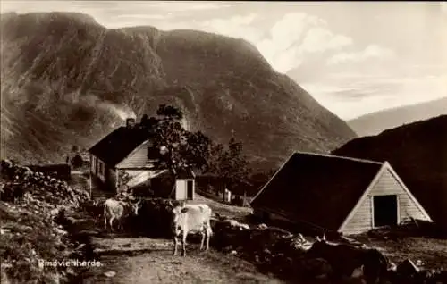 Ak Norwegen, Erwerbszweige, Rindviehherde im Eistal bei Bergen