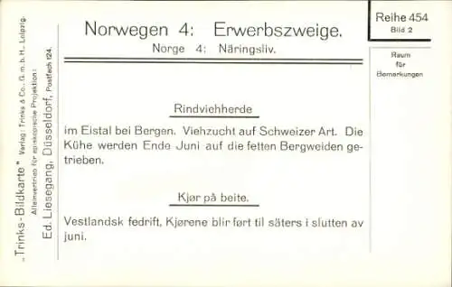 Ak Norwegen, Erwerbszweige, Rindviehherde im Eistal bei Bergen