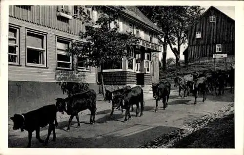 Ak Hohegeiß Braunlage im Oberharz,, Kuhherde, Berg Hotel