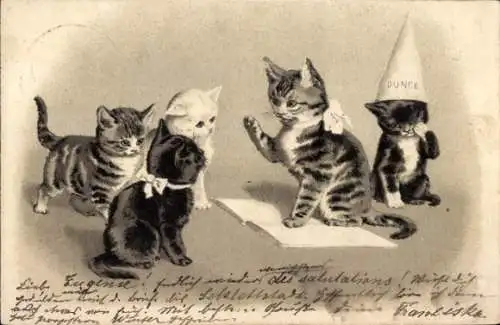 Litho Vermenschlichte Katzen, Buch, Papierhut