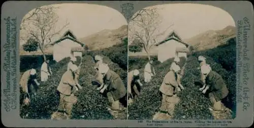 Stereo Foto Kyoto Japan, Teeplantage, Ernte