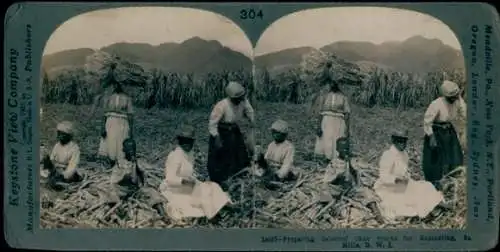 Stereo Foto St. Kitts, Frauen auf einem Zuckerrohr-Feld