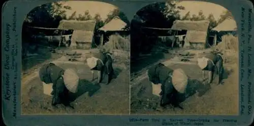 Stereo Foto Japan, Bauernhof zur Erntezeit, Weizenkörner werden getrocknet