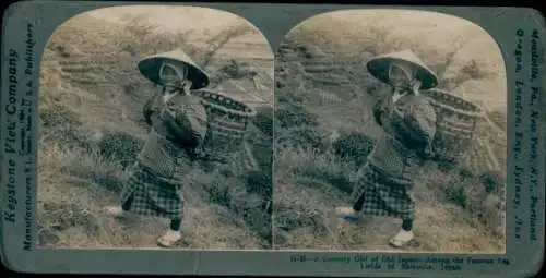 Stereo Foto Shizuoka Japan, junge Frau bei der Tee-Ernte