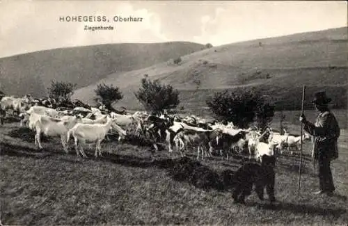 Ak Hohegeiß Braunlage im Oberharz, Ziegenherde