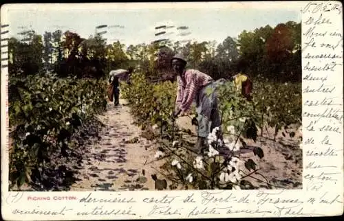 Ak USA, Picking cotton, Baumwollernte