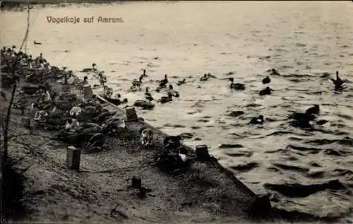 Ak Insel Amrum Nordfriesland, Vogelkoje