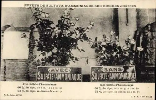 Ak Effets du Sulfate d'Ammoniaque sur Rosiers, Brünner, Blumen, Reklame