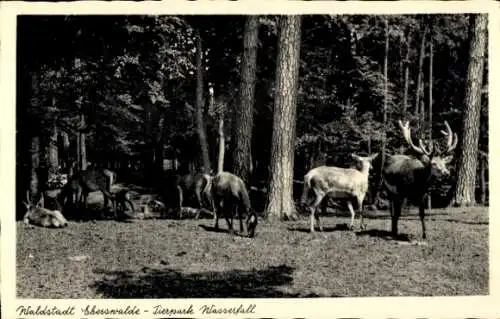 Ak Eberswalde in Brandenburg, Idyll aus dem Wildpark Wasserfall, Wild