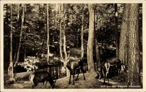 Ak Eberswalde in Brandenburg, Idyll aus dem Wildpark Wasserfall, Wild