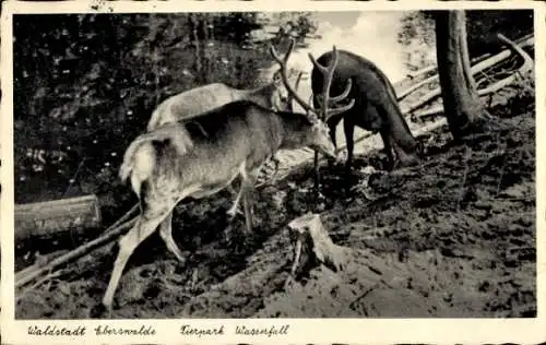 Ak Eberswalde in Brandenburg, Idyll aus dem Wildpark Wasserfall, Hirsch, Rehe