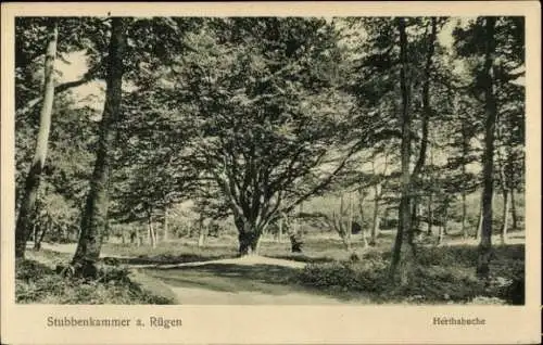 Ak Stubbenkammer Sassnitz auf Rügen, Herthabuche