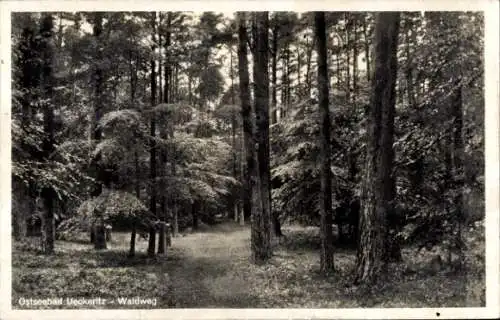 Ak Ostseebad Ückeritz auf Usedom, Waldweg