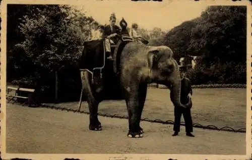 Ak Anvers Antwerpen Flandern, Zoologischer Garten, Elefant