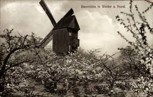 Ak Werder an der Havel, Baumblüte, Windmühle