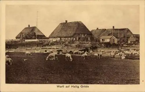 Ak Hallig Gröde in Nordfriesland, Warft, Viehherde