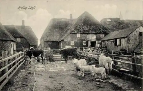 Ak Hallig Hooge in Nordfriesland, Dorfidyll, Schafe und Kühe im Gehege