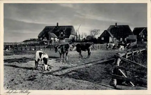 Ak Hallig Gröde in Nordfriesland, Auf der Hallig, Kuhherde