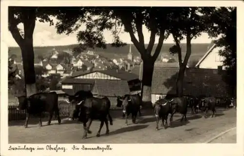 Ak Braunlage im Oberharz, Damenkapelle, Kuhherde